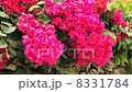 Bougainvillea Bougainvillea 8331784