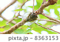 Crowning cicadas 8363153