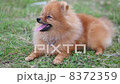 Pomeranian puppy 8372359