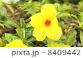 Ariake Kazura Ariake Kazura 8409442