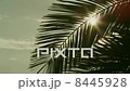Lens Flare through Palm Tree Leaves at Sunset Time 8445928