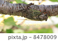A bear crowing crowded upside down on a tree branch 8478009