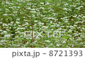 Soda field 8721393