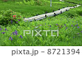 Ayame of Mr. Irikasa Mizugawa and others 8721394
