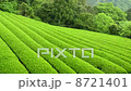 Shoot of Shoots Shizuoka 8721401