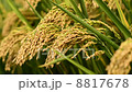 Rice Paddy 8817678
