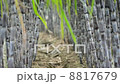 sugar cane 8817679