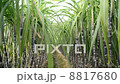Rice Paddy 8817680
