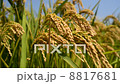 Rice Paddy 8817681