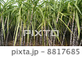 Sugar Cane 8817685