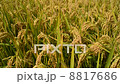 Rice Paddy 8817686