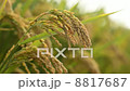 Rice Paddy 8817687