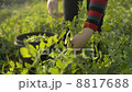 Farmers on the farm, picking beans. 8817688