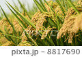 Rice Paddy 8817690