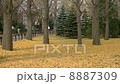 札幌 中島公園イチョウの紅葉 8887309
