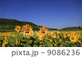 Sunflower field Sunflower field 9086236