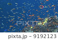 金魚玩偶群 9192123