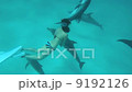巴哈馬海豚和游泳者 9192126