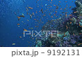 一群kibinago和金魚 9192131
