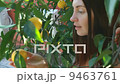 woman picking up a fresh orange from tree 9463761