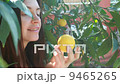 woman picking up a fresh orange from tree 9465265