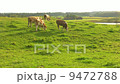 Grazing cow 9472788