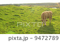 Cow on the meadow 9472789