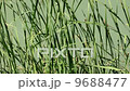 Cane in River 9688477