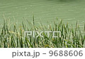 Cane in River 9688606