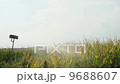 Watering the corn plantation. 9688607