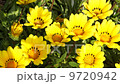 ガザニア 9720942