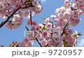 八重紅大島桜 9720957