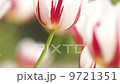 白と赤のチューリップ 9721351