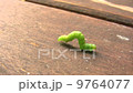 Crawling Caterpillar 9764077