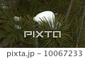 Pine tree. 10067233