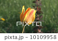 Tulip. 10109958