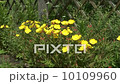 Yellow flowers. 10109960