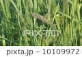 Phleum. 10109972