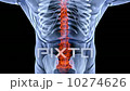 body 10274626