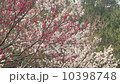 Cherry blossoms  10398748