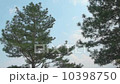 pine 10398750