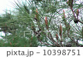 pine 10398751