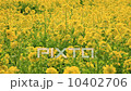 菜の花畑 10402706