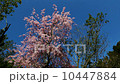 しだれ桜と春緑 10447884