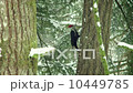 Pileated woodpecker (Drycopus pileatus) pecking at a tree in winter, Hockinson, Washinton 10449785
