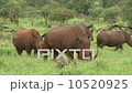 White rhinoceros family is grazing in a bush 10520925