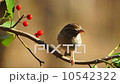 Chipping Sparrow 10542322