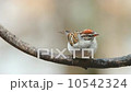 Chipping Sparrow 10542324