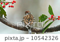 Chipping Sparrow 10542326