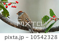 Chipping Sparrow 10542328